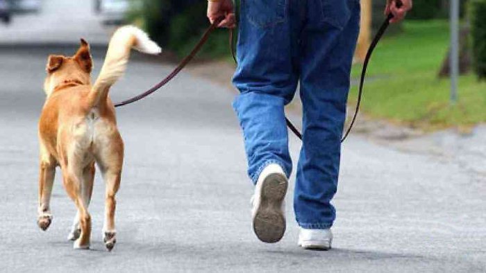 За выгул собаки без намордника можно схлопотать штраф