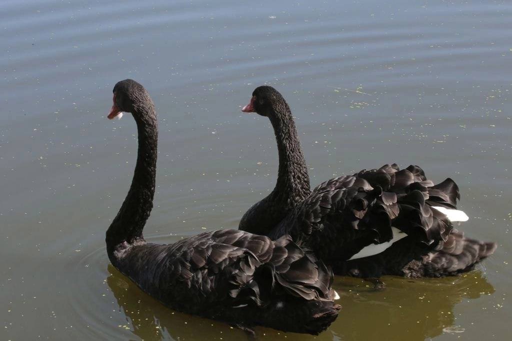 Черные лебеди Лоокут и Ньургуһун живут на озере Щорса в Якутске