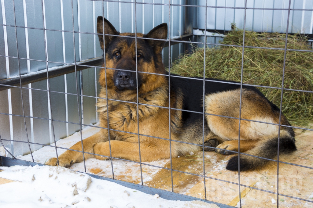 Приостановлен выпуск собак из Приюта для животных города Якутска