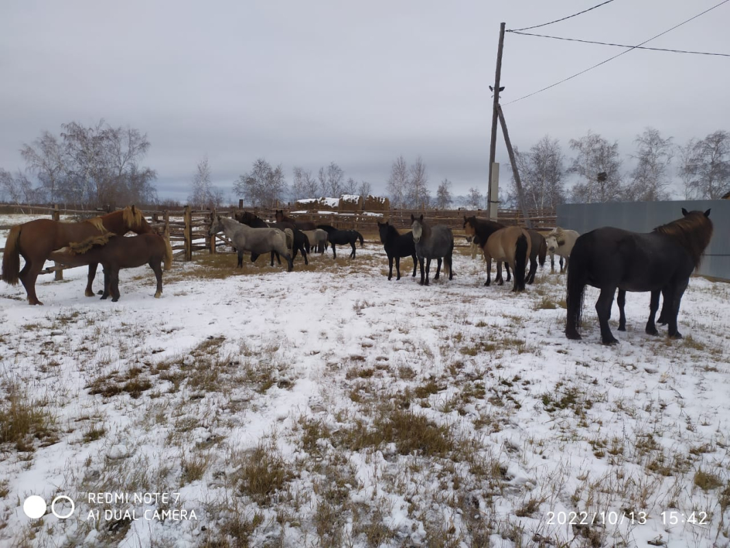 На «штрафстоянке для безнадзорных животных» города Якутска содержатся пять лошадей