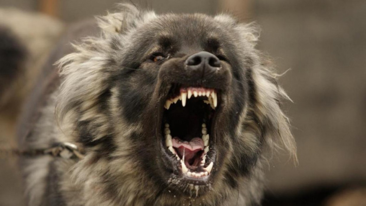 «Профилактической беседой» наказали владельца агрессивной собаки, напавшей на жительницу Якутска