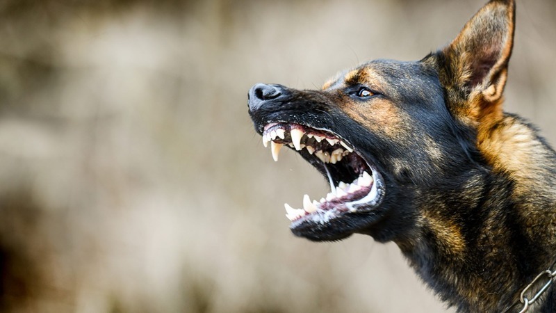 Владельца агрессивной собаки привлекут к ответственности в Якутске
