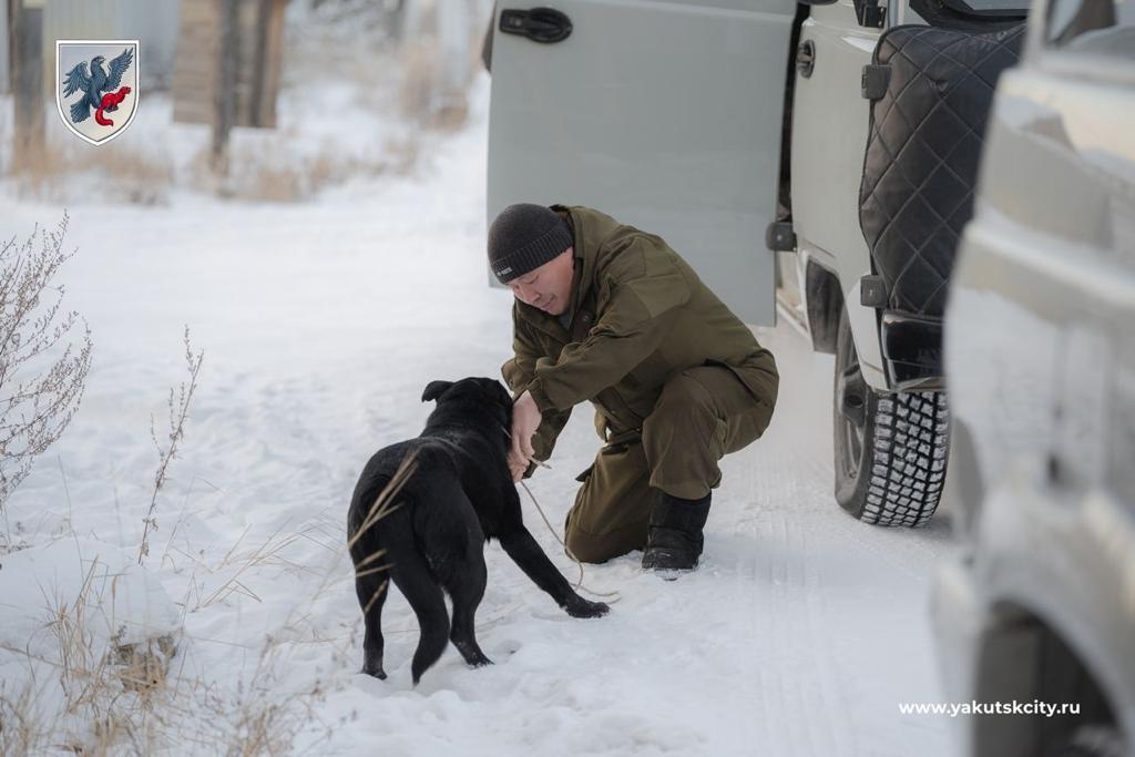 Рейды по соблюдению правил содержания домашних животных проводятся в Якутске