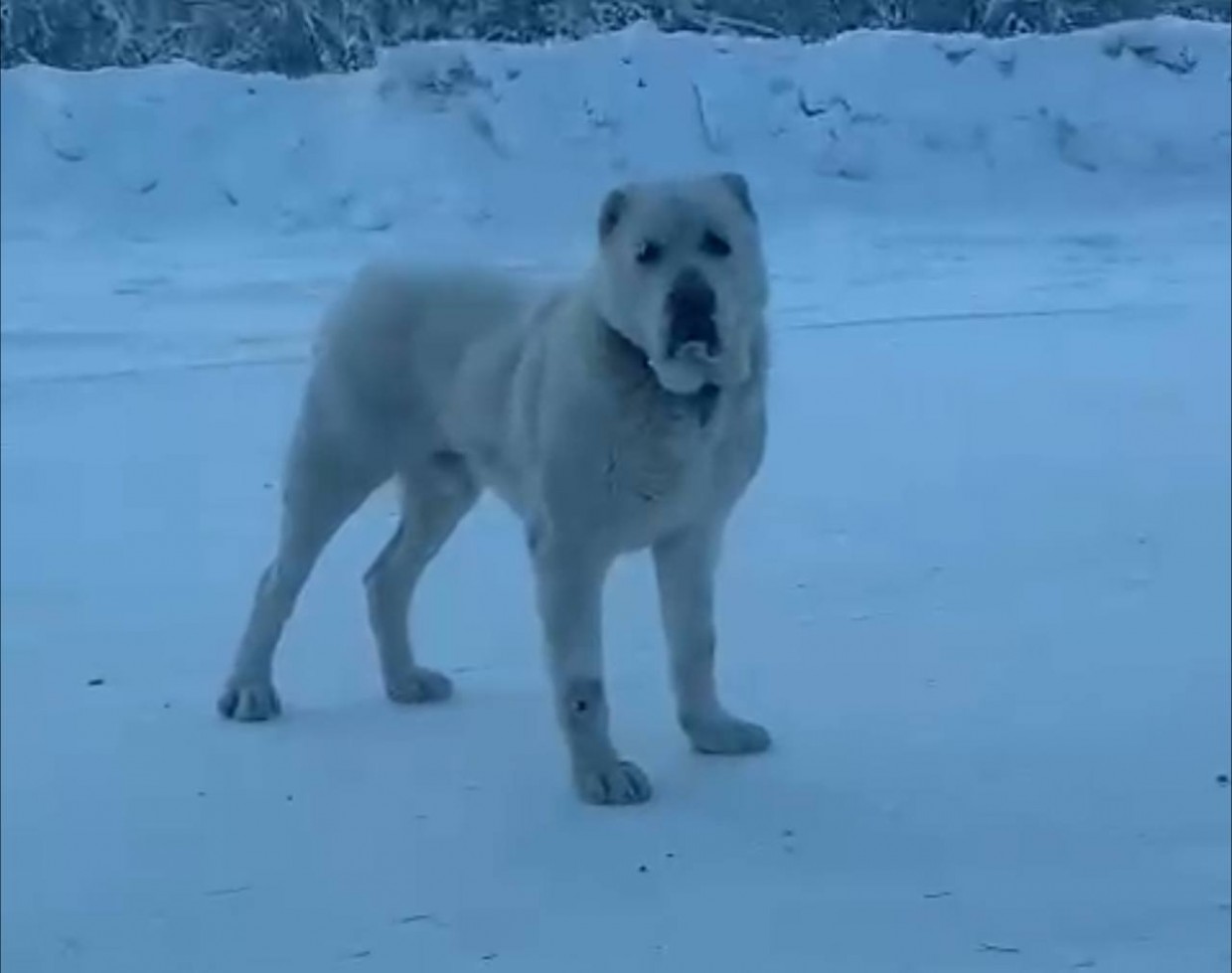 В Якутске ищут владельца собаки, напавшей на женщину в парке «Урдэл»