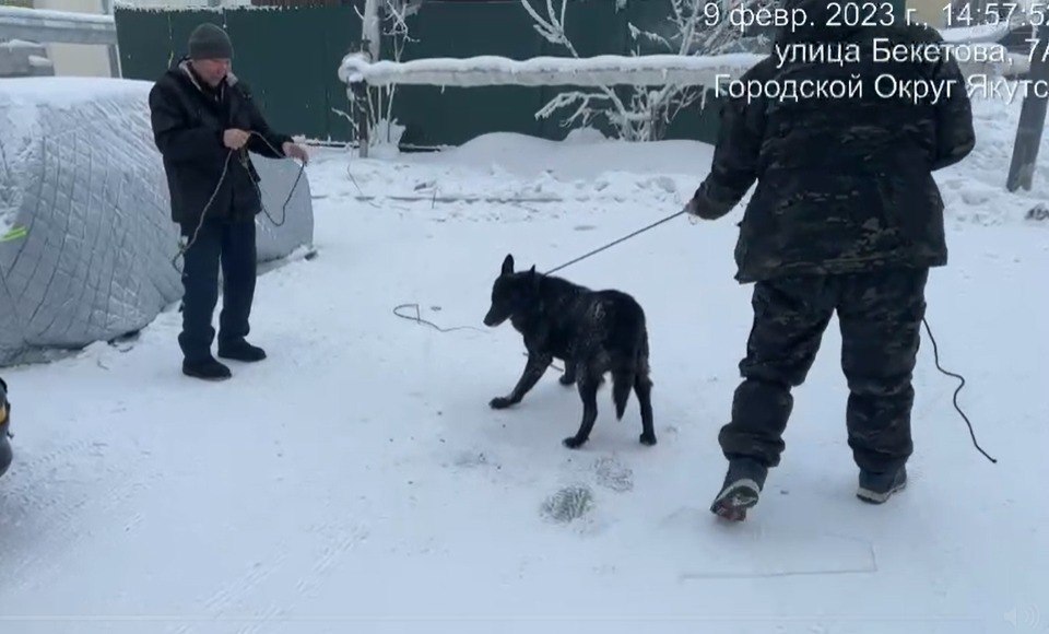 46 собак отловили за прошлую неделю в Якутске