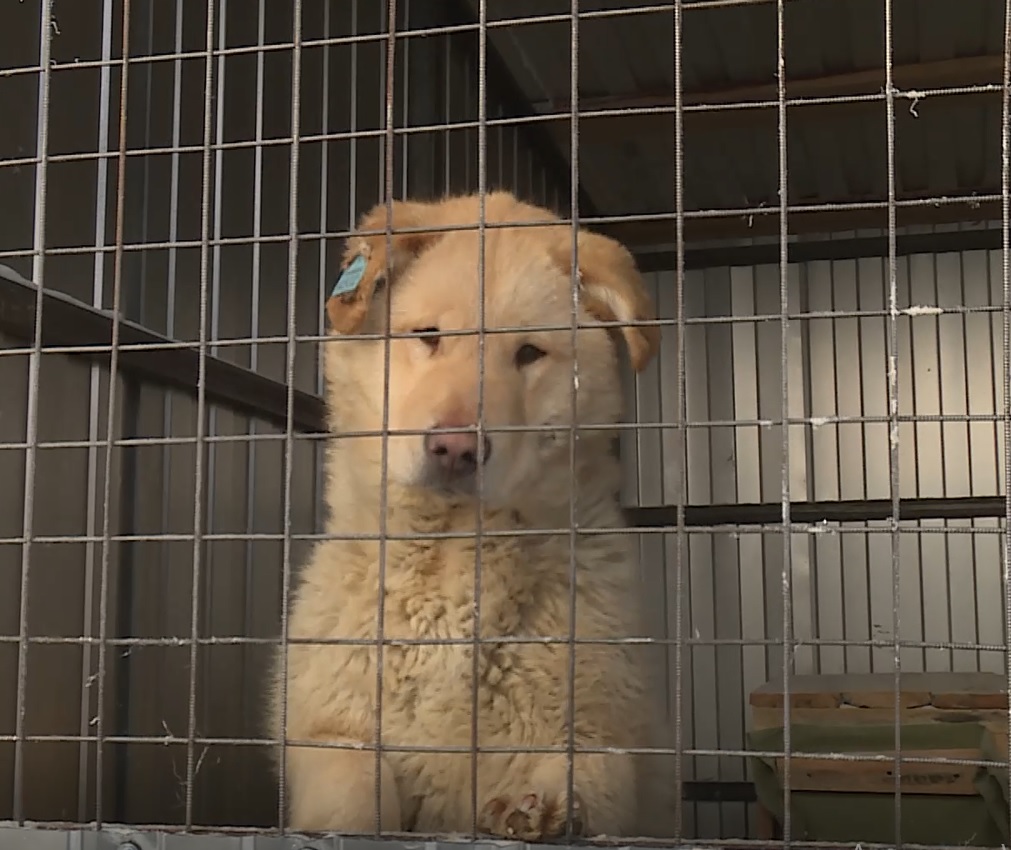 Около ста собак отловили за неделю в Якутске