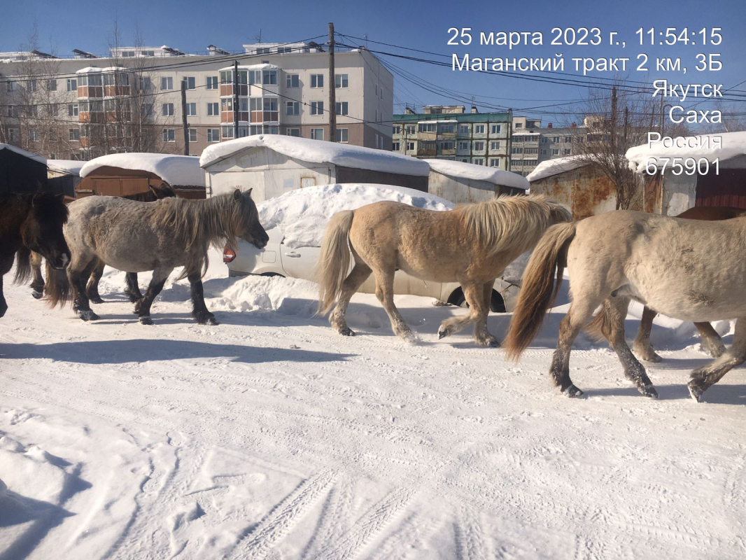 Владельцев безнадзорных лошадей оштрафовали на 182 тысячи рублей