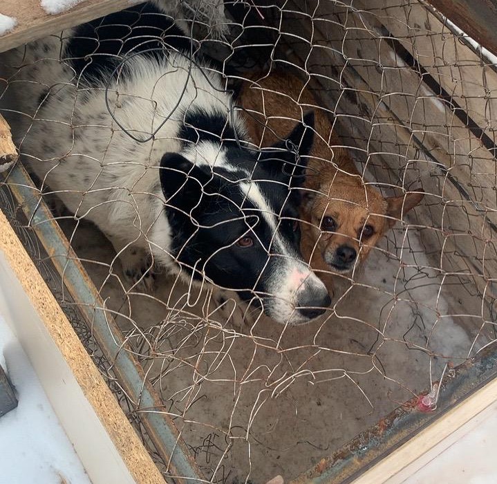 Около 70 владельцев собак ответят за самовыгул своего питомца в Якутске