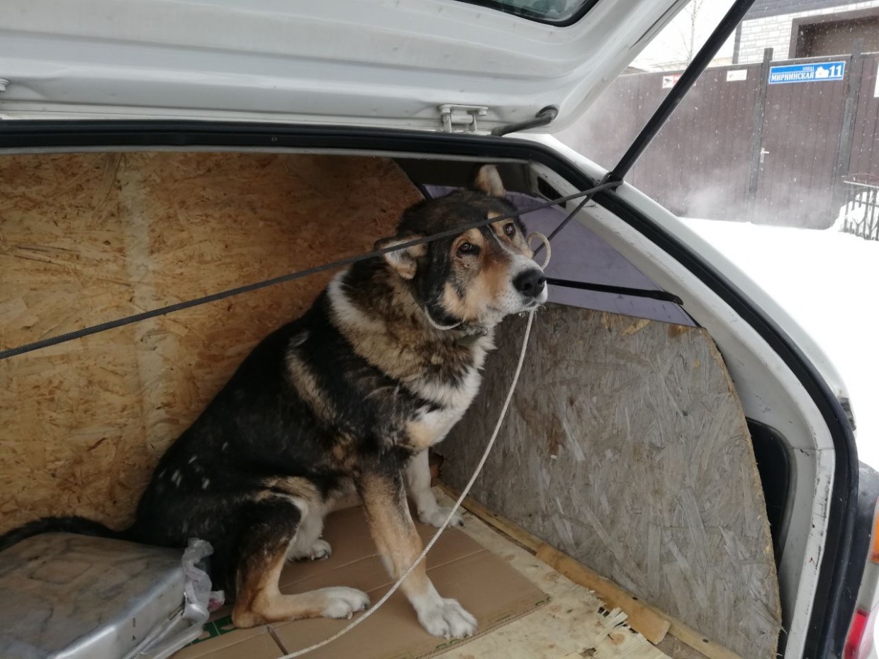 Как это было: репортаж с отлова безнадзорных собак в Якутске