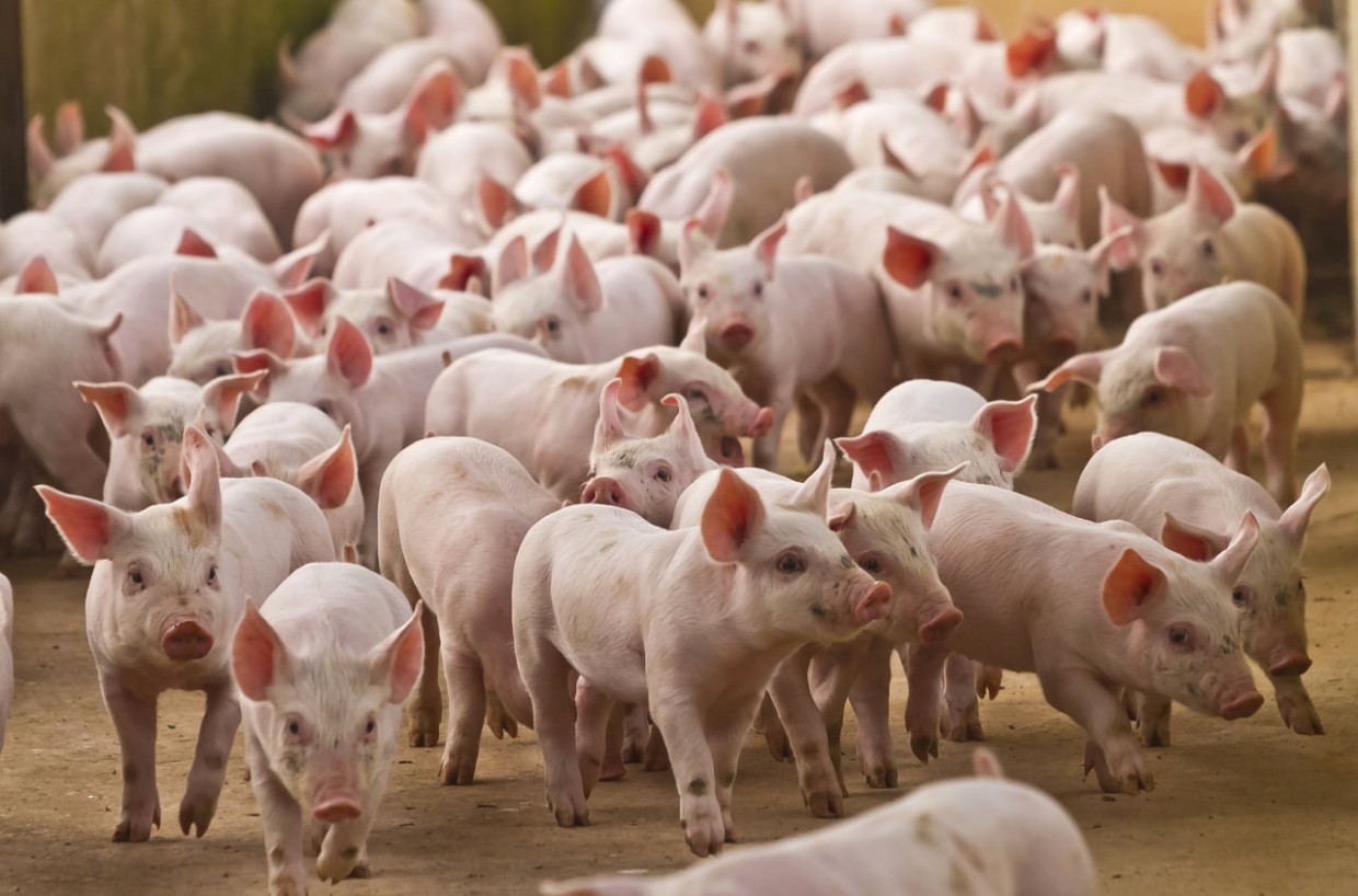 В Мархе будут создавать сельскохозяйственный кластер по переработке свиного мяса