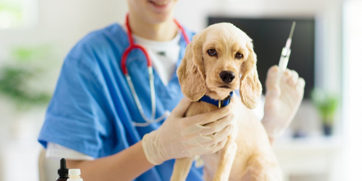 Вакцинацию собак и кошек от бешенства бесплатно проведут в Якутске