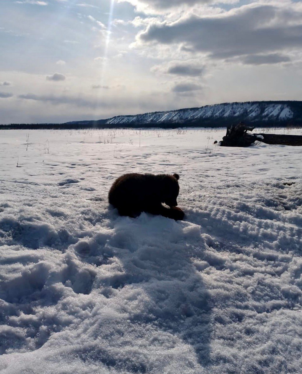 В Якутии обнаружили медвежонка-потеряшку