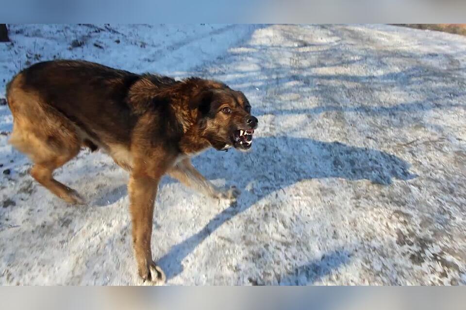 В Строительном округе Якутска собака напала на ребенка
