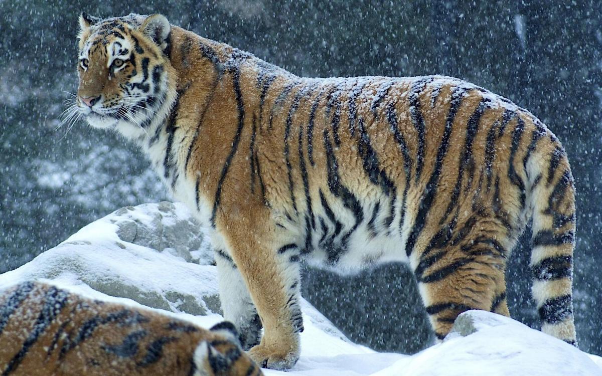 Откуда в Якутске уссурийский тигр - история добычи редкого зверя