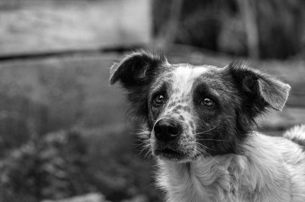В Якутске с января 2023 года умерщвили 18 собак и 4 кошки