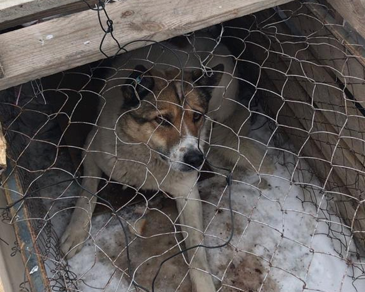 В приюте для животных Якутска содержится 1294 собаки