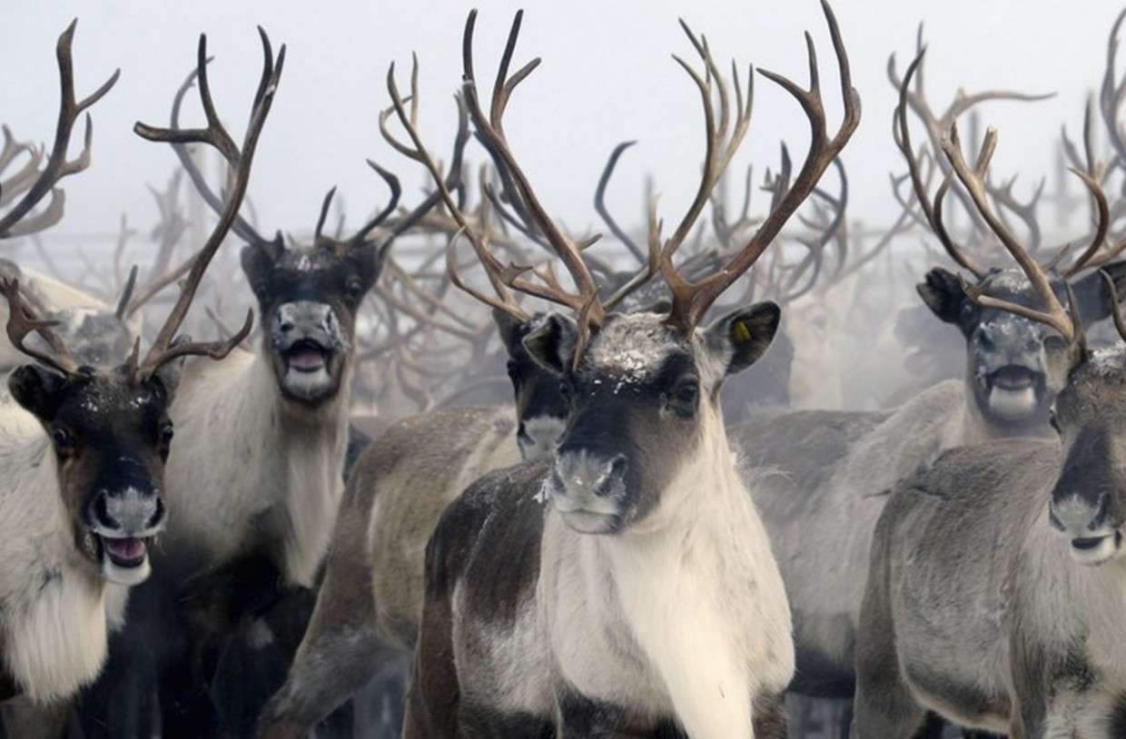 Якутия в 2023 г. направила один миллиард рублей на поддержку оленеводства