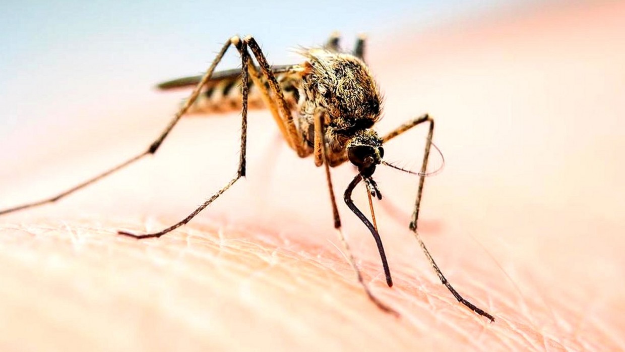 20 августа – Всемирный день комара