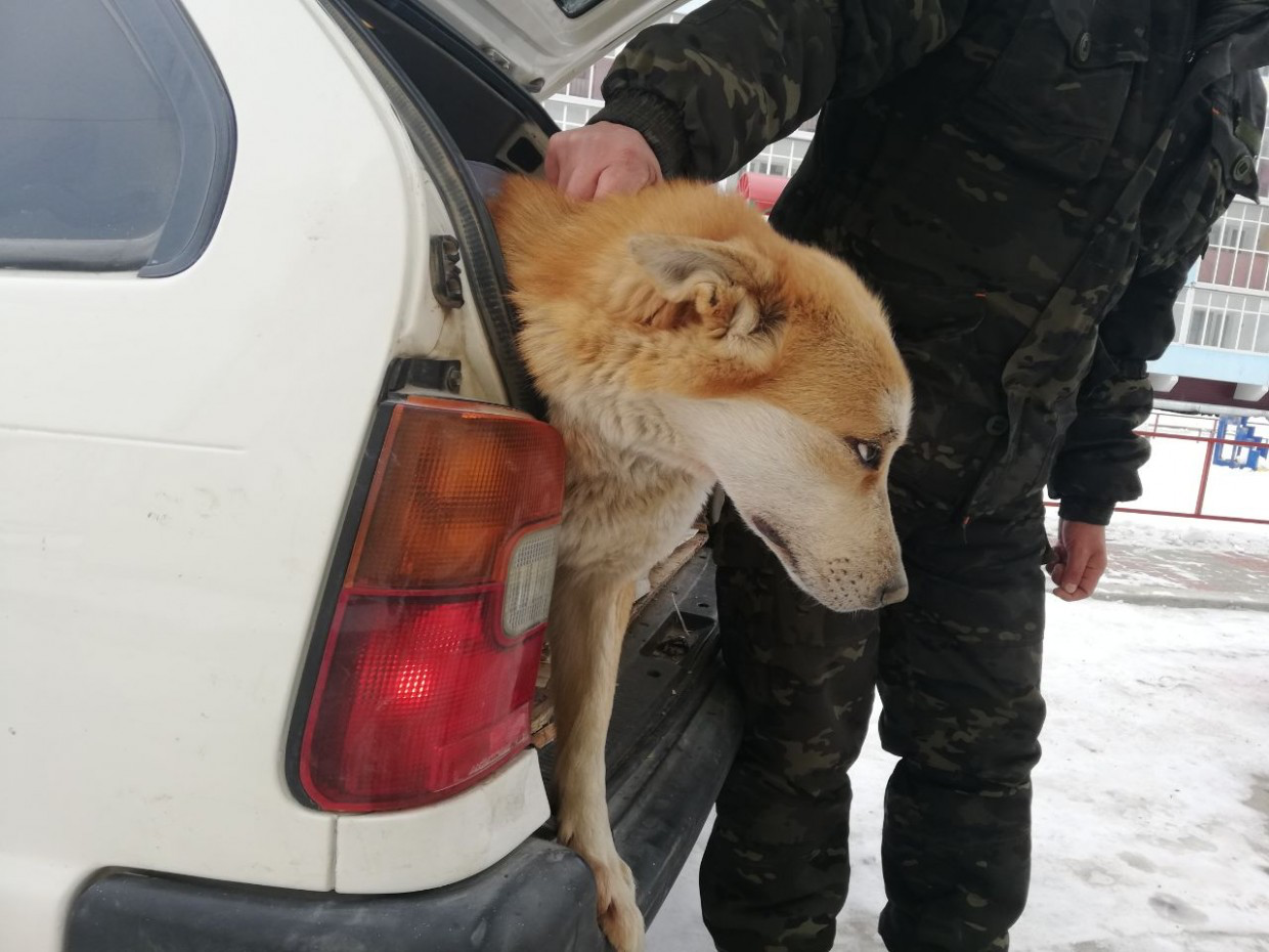В Якутске составлен 31 административный протокол на владельцев собак за нападения на людей