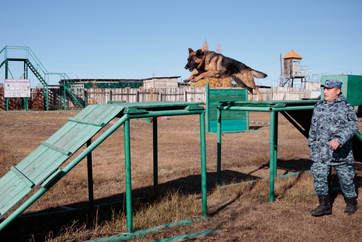 Соревнование служебных собак прошло в Якутске