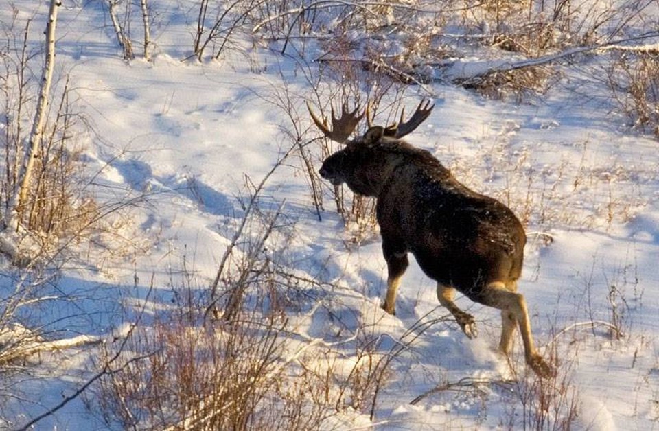 Минэкологии Якутии информирует о сроках охоты и выдаче разрешений на добычу охотничьих ресурсов