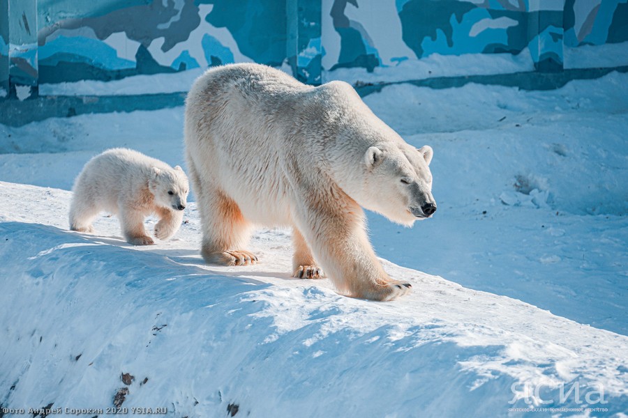 У белых медведей в зоопарке «Орто Дойду» впервые родилась двойня