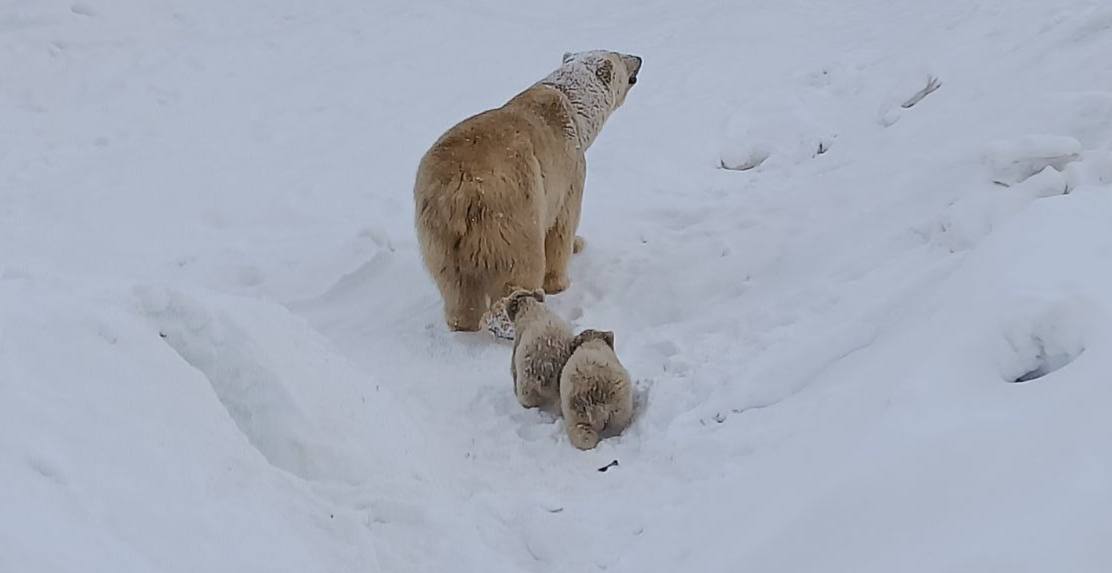 Белая медведица Колымана впервые вывела своих малышей на прогулку