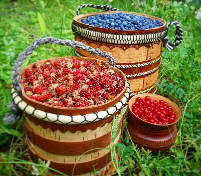 Минэкологии Якутии определило сроки массового сбора ягод и плодов