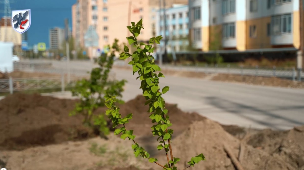 По улице Ильменская в Якутске повреждено новое озеленение