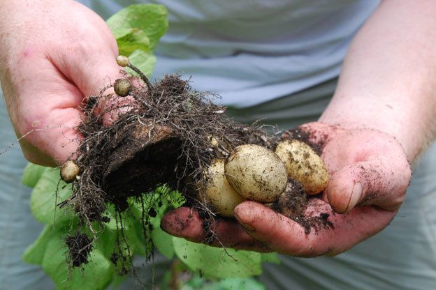 7 причин плохого урожая картофеля