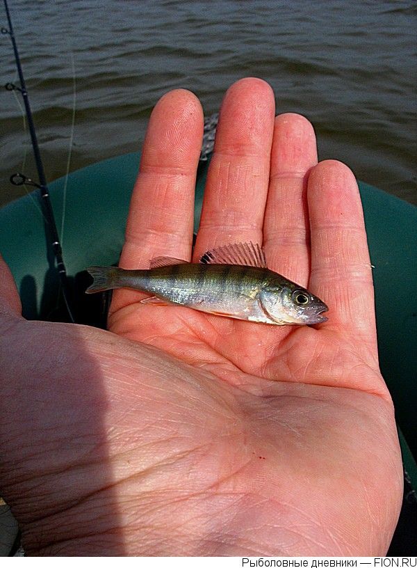 Нормы рыболовства: пять кг - на руки