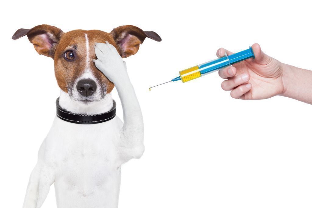 С 1 по 8 апреля пройдет бесплатная вакцинация домашних животных