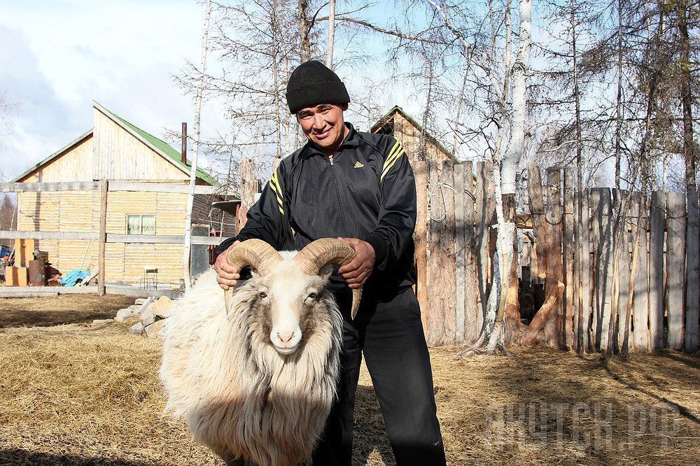 Овчубуки – будущее сельского хозяйства Якутии