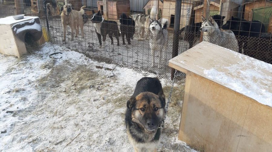 В Якутске на людей чаще нападают хозяйские собаки 