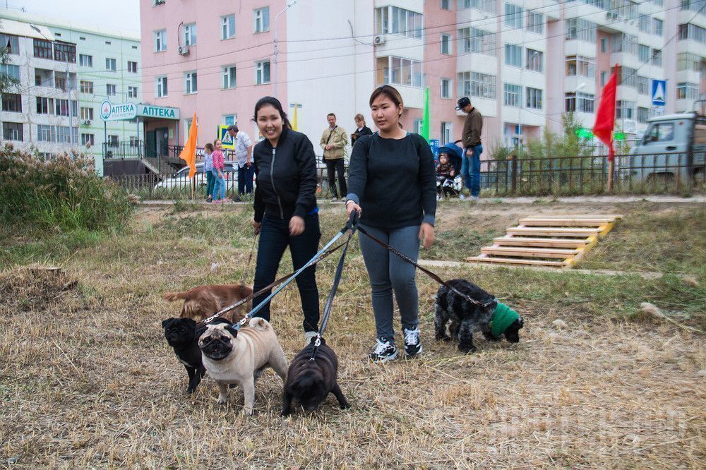 В Гагаринском округе открылась площадка для выгула собак