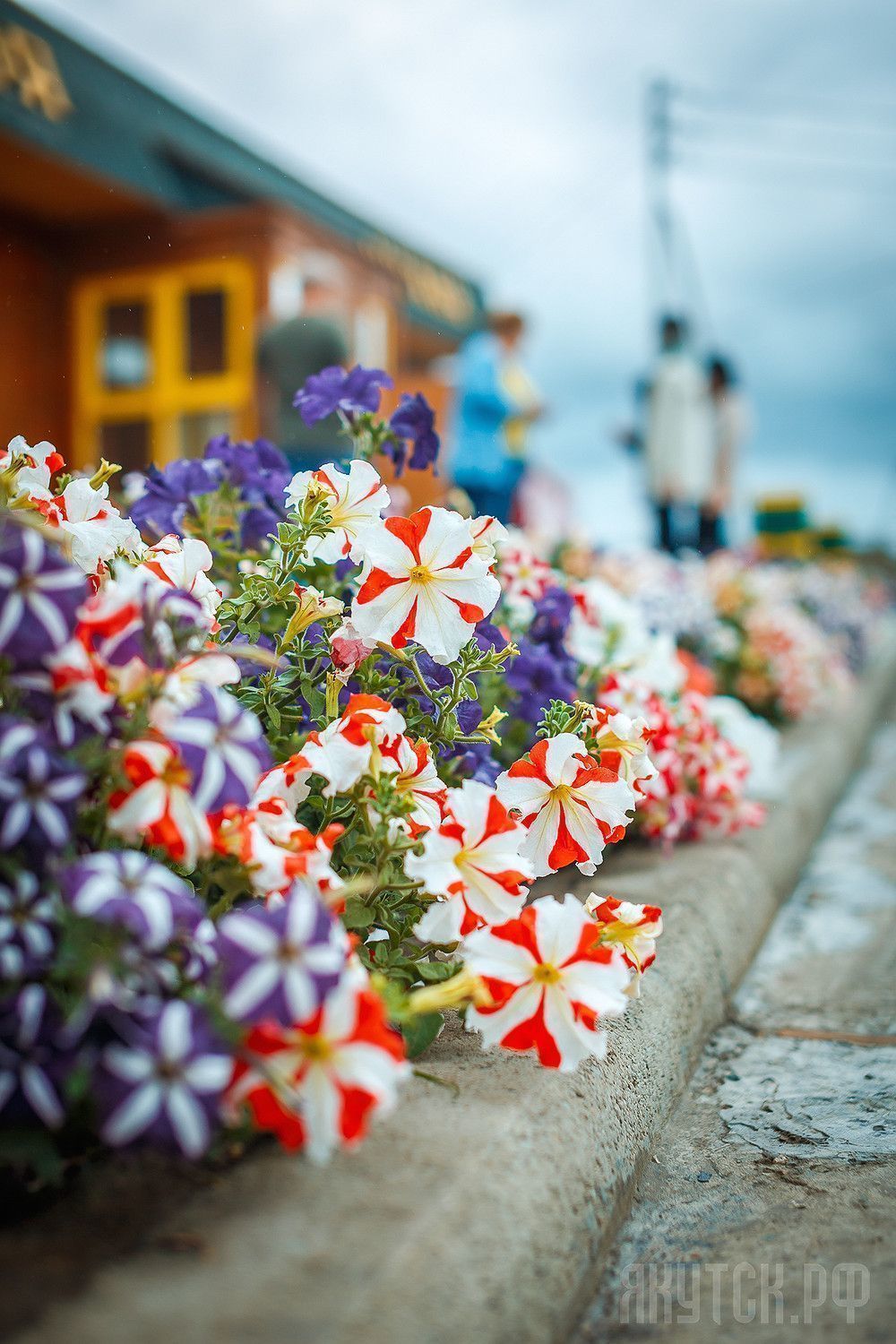 «Миллион цветов» города Якутска